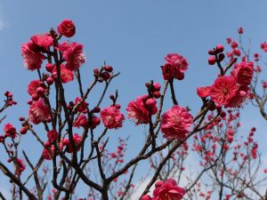 Frühlingsanfang - Shunbun no Hi