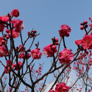 Frühlingsanfang - Shunbun no Hi
