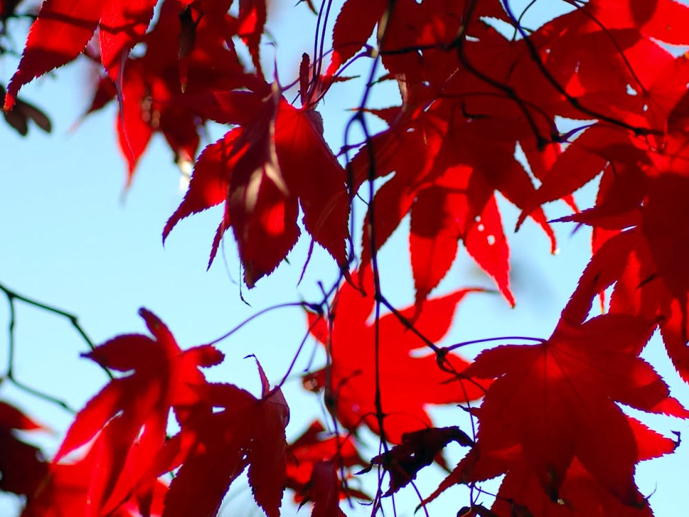 Herbstanfang - 秋分の日 - Shūbun no Hi