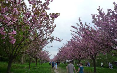 Hanami in Berlin